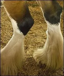 Comment se nomme cette balzane ?