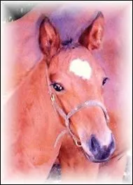 Comment se nomme cette marque blanche ?