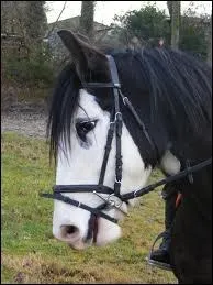 Comment se nomme cette muserolle ?