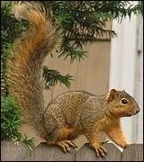 Quel est le nom de cet trange cureuil  queue voluptueuse ?