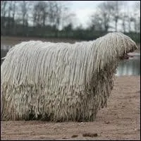 Quel est cet trange animal ?