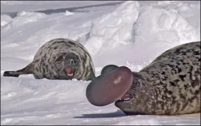 Comment s'appelle ce phocid carnivore muni d'un bulbe sur la tte qui vit en Atlantique nord ?
