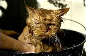 Parmi ces films, lequel existe vraiment ?