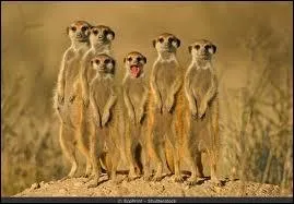 Parmi ces films, lequel existe vraiment ?