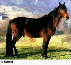 Quel est ce cheval ?