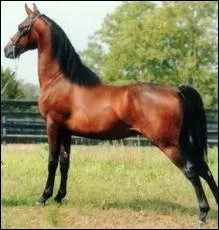 Quel est ce cheval ?