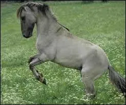 Quel est ce cheval ?