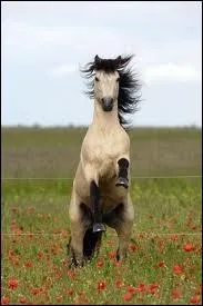Quel est ce poney ?