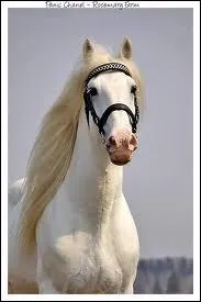 Quel est ce cheval ?