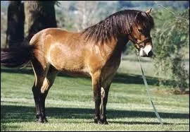 Quel est ce cheval ?