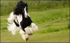 Quel est ce cheval ?