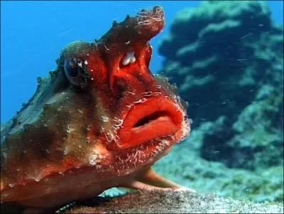 Ce poisson au physique ingrat est un red lippedbadfish, il vit exclusivement aux Galapagos, quelle est sa particularit ?