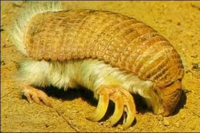 Qu'est-ce que le Chlamydrophore tronqu ?