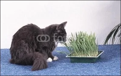 Pourquoi l'herbe est-elle bonne pour les chats ?
