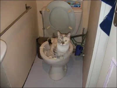 Que fait le chat pour marquer son territoire ?