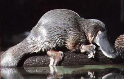 Animal : Quel est cet animal ?