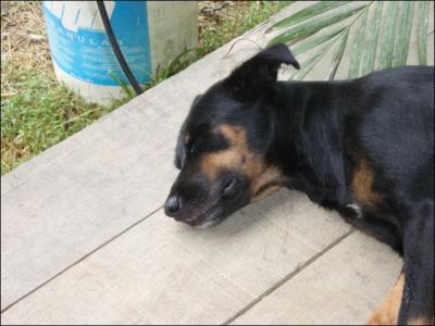 Dans les villes et villages de Guyane, les chiens ne sont pas  l'abri d'un puissant prdateur !