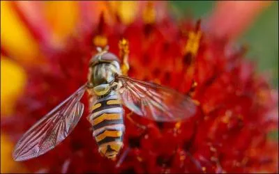 Le taon a une sale rputation, il nous pique ds qu'il en a l'occasion, fort heureusement, mme en ville, nous disposons d'un alli inattendu !