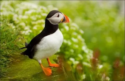 Le macareux moine, et en particulier sa progniture, est menac par un ennemi impitoyable ...