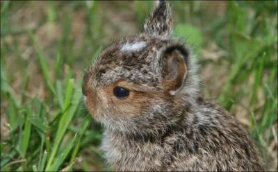Le lapin de garenne de nos rgions a une qualit qui le protge de l'extinction, sa fcondit, nanmoins il a un ennemi redoutable, dont la rputation de ruse n'est plus  faire !