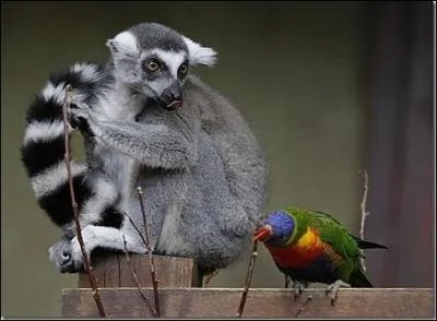 Les lmuriens de Madagascar ont peu de prdateurs dont ils doivent se mfier, malgr tout il en est un dont ils ont toutes les raisons de s'inquiter, des raisons mortelles !