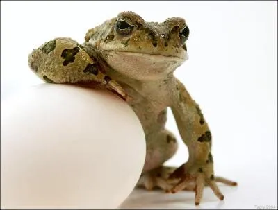 Le crapaud de nos rgions n'a pas grand-chose  craindre de qui que ce soit, mais tout de mme, il reste un ennemi silencieux et sinueux, capable de l'avaler !