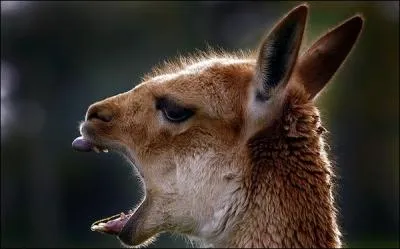 Sous les dents de quel animal peut succomber un lama du Chili ?