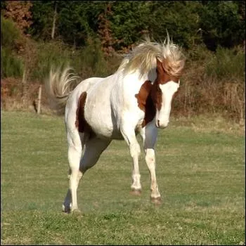 Que fait un cheval quand il se cabre ?