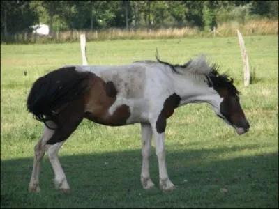 Que fait un cheval quand il s'broue ?
