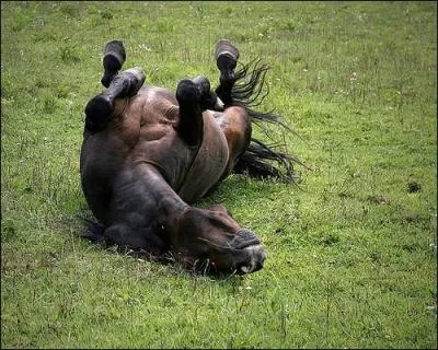 Pourquoi se roule-t-il ?