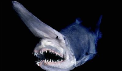 Dcouvert au large du Japon, seule espce des mitsukurinas, quel est ce requin  l'aspect prhistorique ?