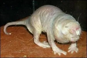 Quel est ce rongeur d'Afrique  la vue atrophie, et insensible  la douleur ?