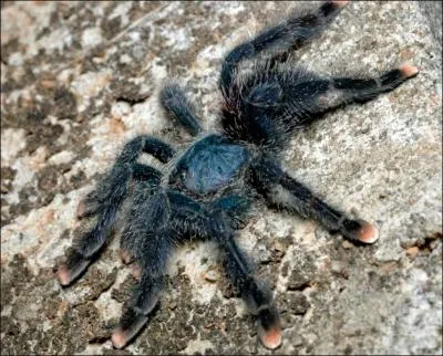 Quel est le nom de cette araigne de Guyane, sous-ordre des mygales, peu agressive mais au poils urticants, que l'on reconnat grce au bout de ses pattes orangs ?