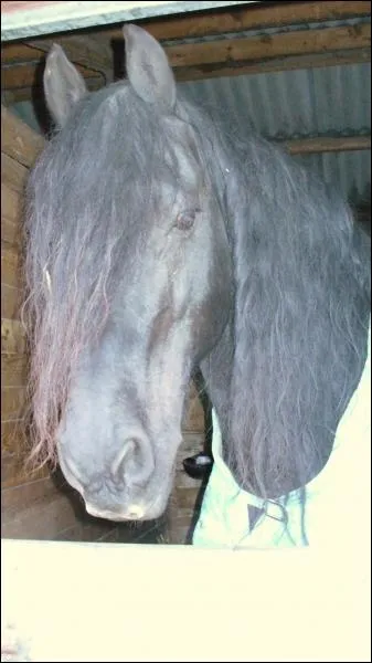 Quelle est la race de ce cheval ?