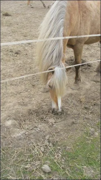 Quelle est la robe de ce poney ?