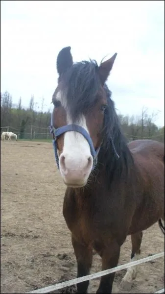 Quelle est la race de ce poney ?
