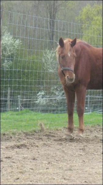 Quelle est la race de cheval ?