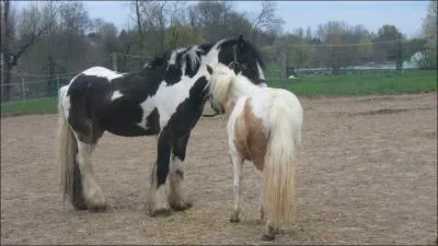 Quelle est la couleur de la robe de ces superbes chevaux ?