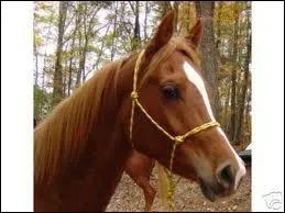 Ce licol est-il bien ajust� ?