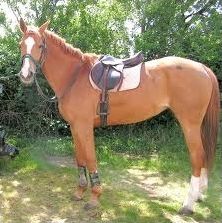 Quiz Galop 1