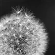 Quel terme de botanique d�signe le  petit parachute  qui permet � la  graine  de pissenlit d'�tre port�e par le vent ?