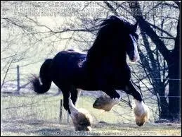 Le triple galop existe-t-il ?