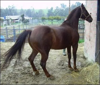 Quelle est la race de ce cheval ?