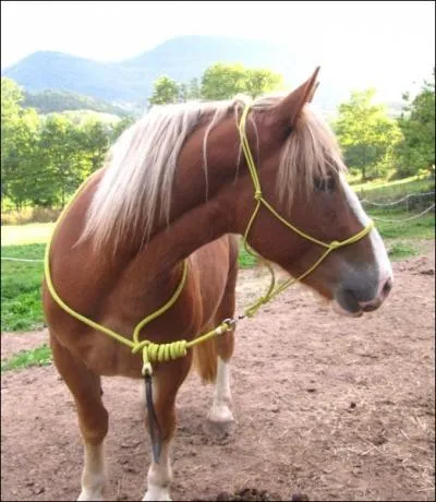 Comment s'appelle ce type de licol ?