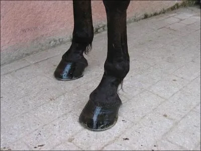 Qu'a ce cheval sur ces sabots ?