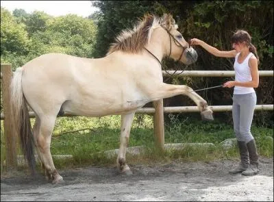 Comment s'appelle ce qu'utilise la fille pour faire lever la jambe du cheval ?
