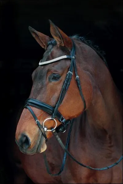 Comment s'appelle ce type de muserolle ?