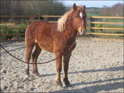 Quelle est la race de ce cheval ?