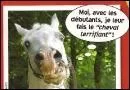Le cheval vit entre...