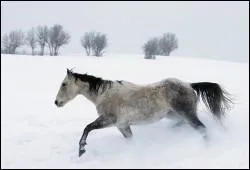 Le cheval a ... allures